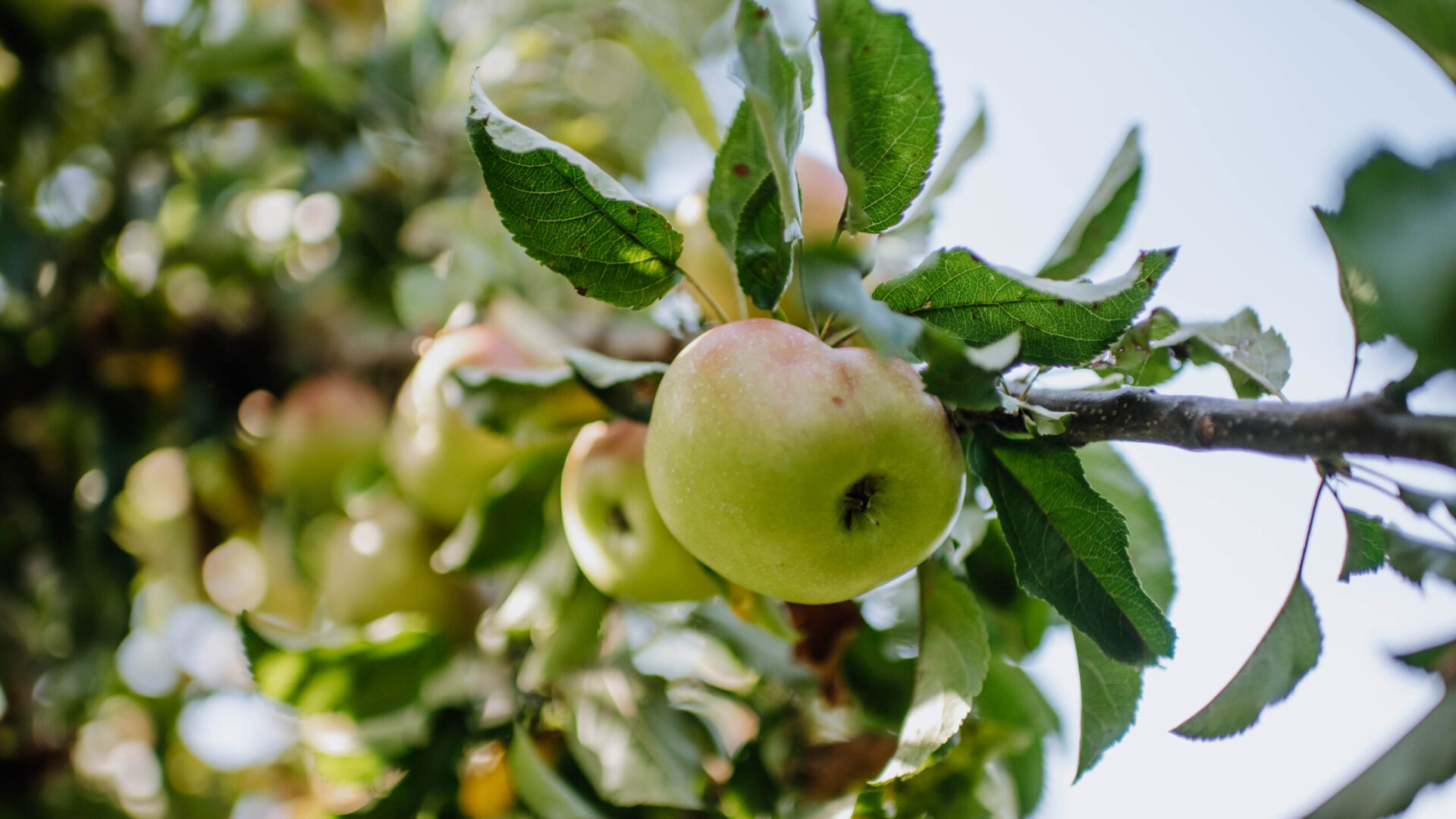 Apfelbaum
